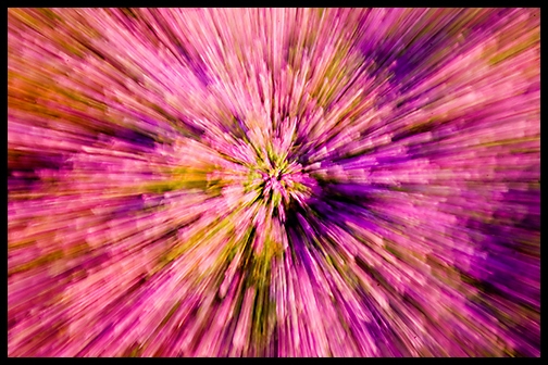 Lavender Explosion.jpg